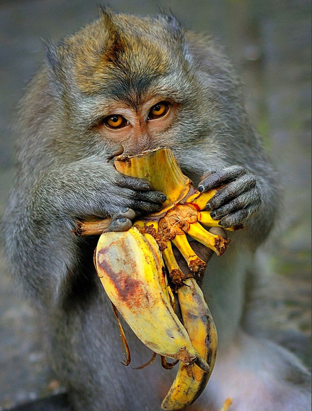 Singe-monkey-forest-lebaliblog