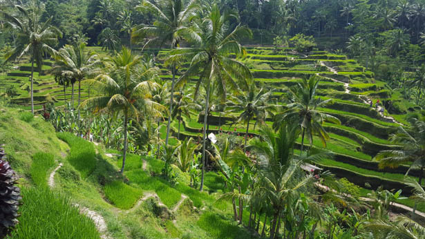 Les magnifiques rizières de Tegalalang près d'Ubud