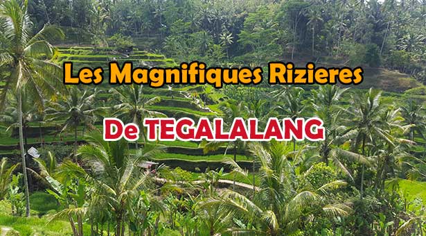 Les magnifiques rizières de Tegalalang près d'Ubud