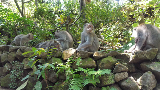 Visite de la Foret des Singes - Monkey Forest a Ubud (20)