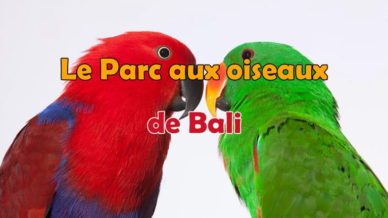 Découvrez le Parc aux oiseaux de Bali (Bali Bird Park)