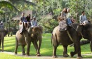 Les balades à dos d'éléphant à Bali