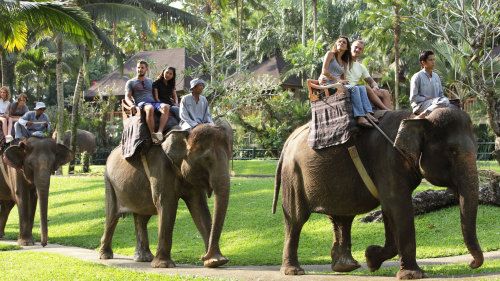 Les balades à dos d'éléphant à Bali