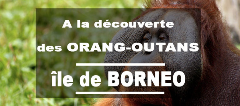 A la découverte des Orang-Outans de Tanjung Puting à Bornéo