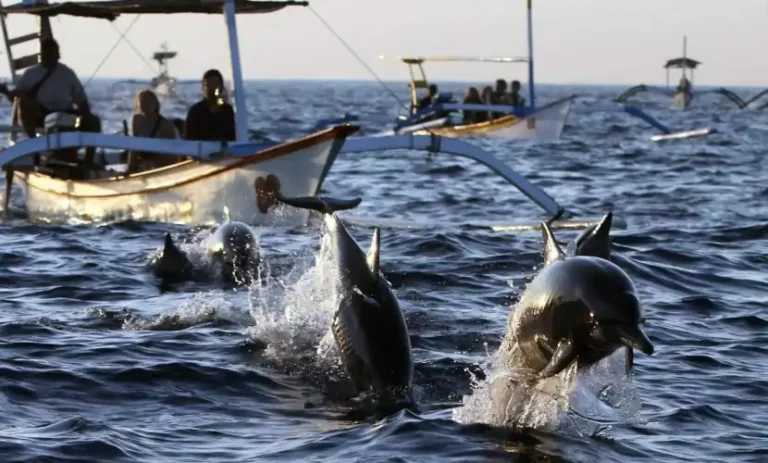 Réservez la meilleure excursion avec les dauphins à Lovina, Bali